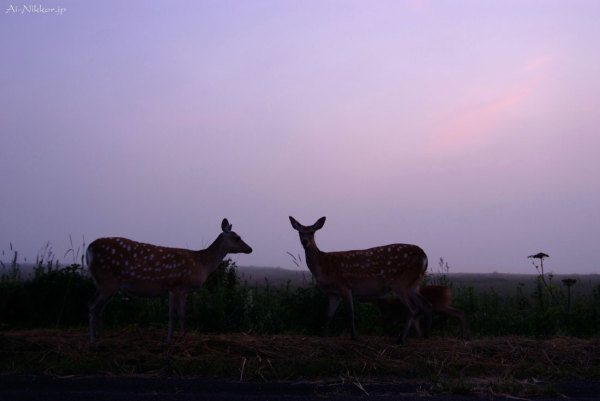 20110803_DSF6012_1.jpg 20110803_DSF6012_1.jpg