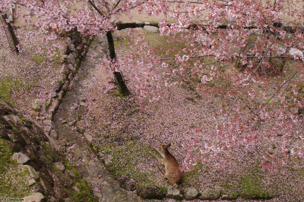 tak1004miyajima_01.jpg tak1004miyajima_01.jpg